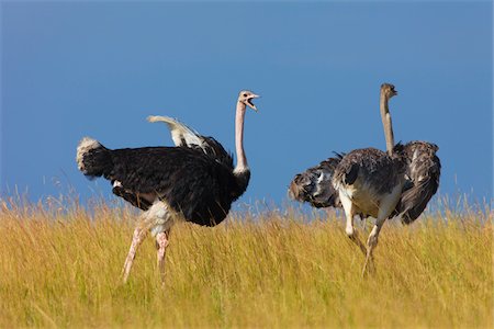 A pair of Masai ostriches (Struthio camelus massaicus) in the grasslands of the Masai Mara National Reserve, Kenya, East Africa. Stock Photo - Rights-Managed, Code: 700-06645859