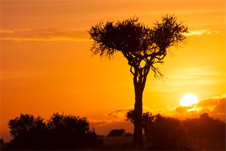 View of acacia tree silhouetted against beautiful sunrise sky, Maasai Mara National Reserve, Kenya, Africa. Photographie de stock - Rights-Managed, Code: 700-06645850