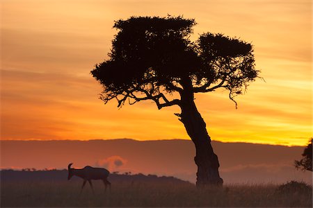 View of topi (Damaliscus lunatus) and tree silhouetted against beautiful sunrise sky, Maasai Mara National Reserve, Kenya, Africa. Stockbilder - Lizenzpflichtiges, Bildnummer: 700-06645864