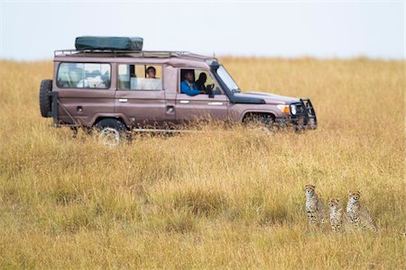 simsearch:700-02887436,k - Three cheetahs (Acinonyx jubatus) and safari jeep in the Maasai Mara National Reserve, Kenya, Africa. Foto de stock - Con derechos protegidos, Código: 700-06645871