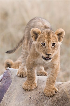 Lion cub (Panthera leo) standing on an eland kill, Maasai Mara National Reserve, Kenya, Africa. Stockbilder - Lizenzpflichtiges, Bildnummer: 700-06669654