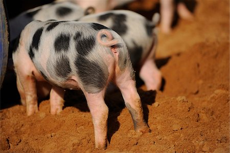 Domestic pig (Sus scrofa domesticus) piglet on a farm, Bavaria, Germany Foto de stock - Con derechos protegidos, Código: 700-06669715
