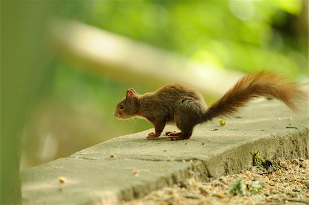 sciuridae - Eurasian red squirrel (Sciurus vulgaris) on the cement wall, Bavaria, Germany Photographie de stock - Rights-Managed, Code: 700-06669718