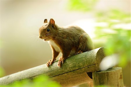 Eurasian red squirrel (Sciurus vulgaris) sitting on a bough, Bavaria, Germany Photographie de stock - Rights-Managed, Code: 700-06669719