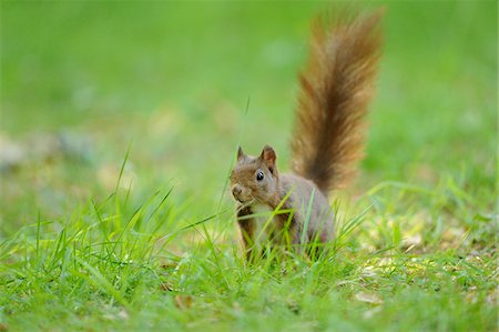 sciuridae - Eurasian red squirrel (Sciurus vulgaris) in grassy meadow, Bavaria, Germany Photographie de stock - Rights-Managed, Code: 700-06669721