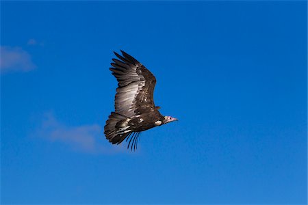 simsearch:700-06674882,k - Hooded Vulture (Necrosyrtes monachus) in flight, Maasai Mara National Reserve, Kenya, Africa. Foto de stock - Con derechos protegidos, Código: 700-06674884