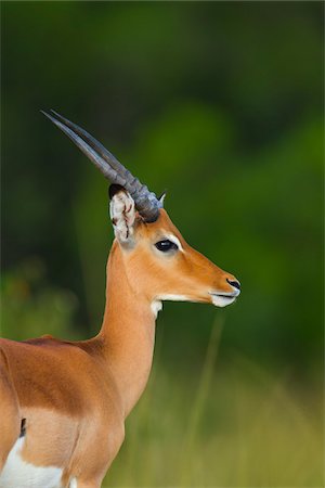 simsearch:700-06674884,k - Close-up portrait of a young male impala antelope (Aepyceros melampus), Maasai Mara National Reserve, Kenya, Africa. Foto de stock - Con derechos protegidos, Código: 700-06674881