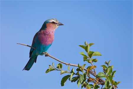 Lilac-breasted roller (Coracias caudata), Maasai Mara National Reserve, Kenya, Africa. Stockbilder - Lizenzpflichtiges, Bildnummer: 700-06674890