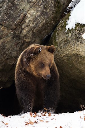 eurasian brown bear - Brown Bear (Ursus arctos) in the snow in early spring emerging from den among rocks in woodland, Bavarian Forest National Park, Germany Foto de stock - Con derechos protegidos, Código: 700-06674891