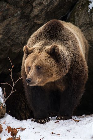 eurasian - Brown Bear (Ursus arctos) in the snow in early spring emerging from den among rocks in woodland, Bavarian Forest National Park, Germany Stock Photo - Rights-Managed, Code: 700-06674892