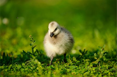 Barnacle Goose (Branta leucopsis) chick in a meadow, Bavaria, Germany Foto de stock - Con derechos protegidos, Código: 700-06674946