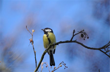 Great Tit (Parus major) sitting on a branch, Bavaria, Germany Foto de stock - Con derechos protegidos, Código: 700-06674948