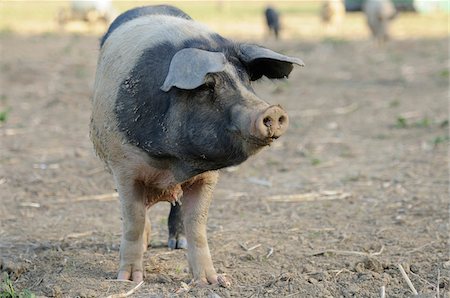 suidae - Domestic pig (Sus scrofa domesticus) on a farm Stock Photo - Rights-Managed, Code: 700-06674949