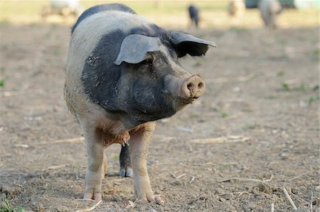 steiermark - Domestic pig (Sus scrofa domesticus) on a farm Foto de stock - Con derechos protegidos, Código: 700-06674949