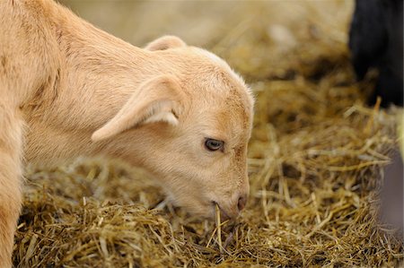 Close-up of domestic goat (Capra aegagrus hircus) lamb eating hay, Bavaria, Germany Photographie de stock - Rights-Managed, Code: 700-06674955