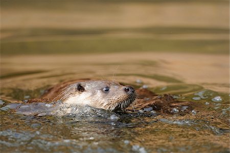 European otter (Lutra lutra) swimming in the water, Bavaria, Germany Photographie de stock - Rights-Managed, Code: 700-06674958