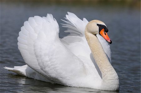 plume - Mute Swan (Cygnus olor) swimming in the water, Bavaria, Germany Photographie de stock - Rights-Managed, Code: 700-06674950