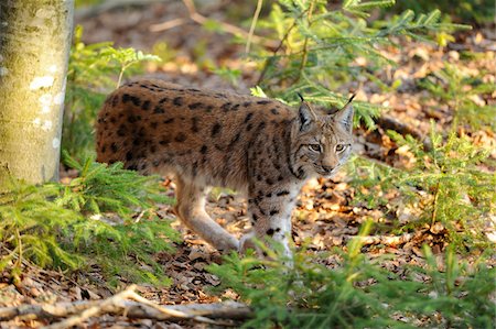 simsearch:700-06773386,k - Eurasian lynx (Lynx lynx carpathicus) in the forest, Bavaria, Germany Photographie de stock - Rights-Managed, Code: 700-06674964