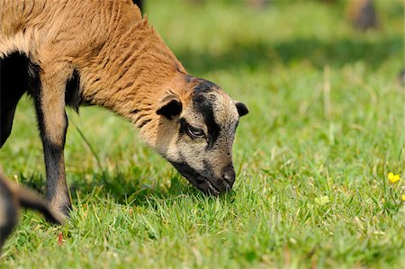 patterned - Cameroon sheep lamb eating grass on a meadow, Bavaria, Germany Stock Photo - Rights-Managed, Code: 700-06674965
