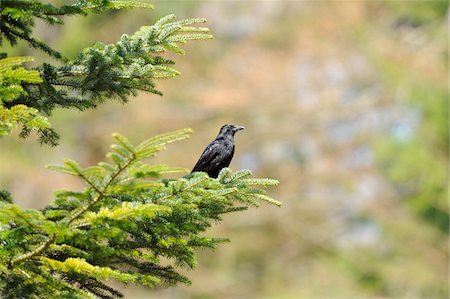 fokus auf vordergrund - Carrion Crow (Corvus corone) perched on a tree branch, Bavaria, Germany Stockbilder - Lizenzpflichtiges, Bildnummer: 700-06674961