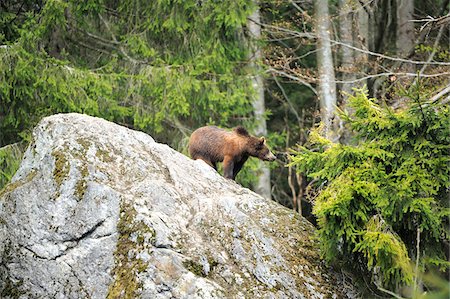 david & micha sheldon - Eurasian brown bear (Ursus arctos arctos) standing on large rock in Bavarian Forest, Germany Photographie de stock - Rights-Managed, Code: 700-06674963