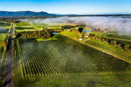 forest with blue sky - Aerial view of vineyards in wine country near Pokolbin, Hunter Valley, New South Wales, Australia Stock Photo - Rights-Managed, Code: 700-06675104