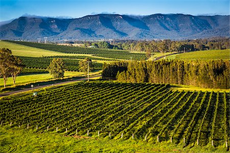 Overview of a vineyard in wine country near Pokolbin, Hunter Valley, New South Wales, Australia Stock Photo - Rights-Managed, Code: 700-06675105