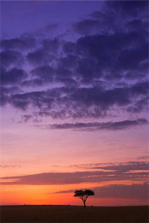 reserva natural - Colorful cloudy sky just before sunrise, Maasai Mara National Reserve, Kenya, Africa. Foto de stock - Con derechos protegidos, Código: 700-06671744
