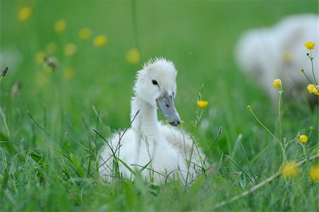 Mute Swan (Cygnus olor) chick in a meadow, Bavaria, Germany Foto de stock - Con derechos protegidos, Código: 700-06671809