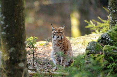 simsearch:700-06512689,k - Eurasian lynx (Lynx lynx carpathicus) stting in the forest, Bavaria, Germany Foto de stock - Con derechos protegidos, Código: 700-06671800