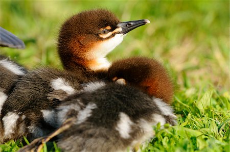 duckling meadow - Common Merganser (Mergus merganser) chicks in meadow, Bavaria, Germany Stock Photo - Rights-Managed, Code: 700-06702081