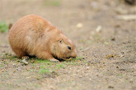 Black-tailed prairie dog (Cynomys ludovicianus) eating grass growing in sand Stockbilder - Lizenzpflichtiges, Bildnummer: 700-06702155