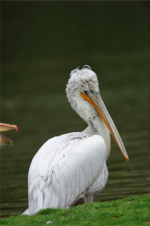 pelican - Dalmatian Pelican (Pelecanus crispus) on shore Stock Photo - Rights-Managed, Code: 700-06702159