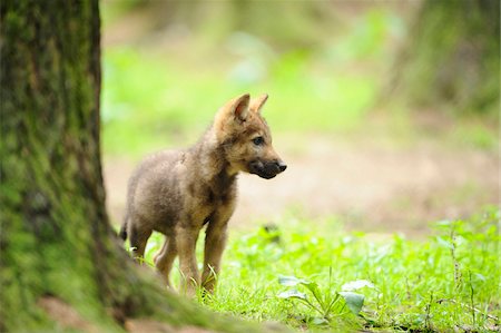 petit du chien - Eurasian wolf (Canis lupus lupus) pup in the forest, Bavaria, Germany Photographie de stock - Rights-Managed, Code: 700-06714175