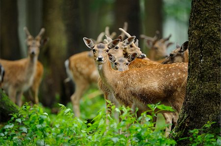 simsearch:700-06758268,k - Herd of fallow deer (Dama dama) in the forest, Bavaria, Germany Stock Photo - Rights-Managed, Code: 700-06714176