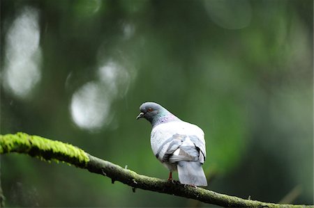 Feral pigeons (Columba livia) sitting on a branch, Bavaria, Germany Foto de stock - Con derechos protegidos, Código: 700-06714179