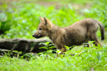 Eurasian wolf (Canis lupus lupus) pup in the forest, Bavaria, Germany Stockbilder - Lizenzpflichtiges, Bildnummer: 700-06714173