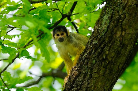 primate - Common squirrel monkey (Saimiri sciureus) climbing on a tree Foto de stock - Con derechos protegidos, Código: 700-06714184