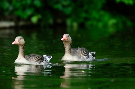 simsearch:700-06714181,k - Two Greylag Geese or Wild Geese (Anser anser) swimming in the water, Bavaria, Germany Foto de stock - Con derechos protegidos, Código: 700-06714181