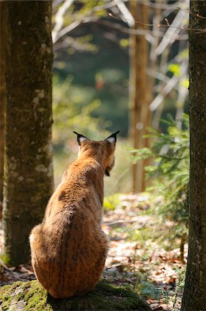 simsearch:700-06714176,k - Eurasian lynx (Lynx lynx carpathicus) in the forest, Bavaria, Germany Foto de stock - Con derechos protegidos, Código: 700-06714183