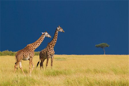 safari - Masai giraffes (Giraffa camelopardalis tippelskirchi) in savanna just before rainstorm, Masai Mara National Reserve, Kenya, Africa. Photographie de stock - Rights-Managed, Code: 700-06713969