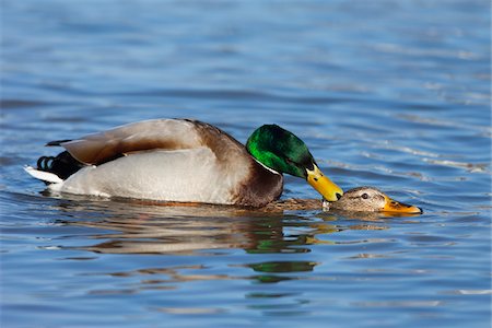 Mallard duck (Anas platyrhynchos), mating couple, Germany Foto de stock - Con derechos protegidos, Código: 700-06713976