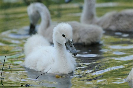 Mute Swan (Cygnus olor) cygnet chicks swimming in the water, Bavaria, Germany Photographie de stock - Rights-Managed, Code: 700-06713979