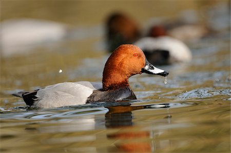 duck pond - Common Pochard (Aythya ferina) male swimming in the water, Bavaria, Germany Stock Photo - Rights-Managed, Code: 700-06713984