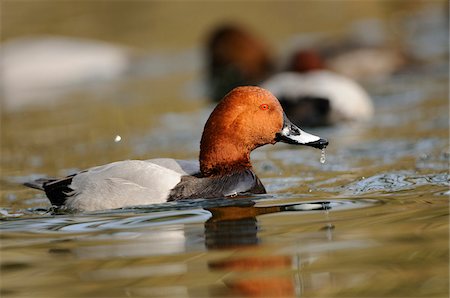 simsearch:700-06752339,k - Common Pochard (Aythya ferina) male swimming in the water, Bavaria, Germany Foto de stock - Con derechos protegidos, Código: 700-06713984