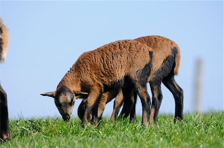 Cameroon sheep lambs on a meadow, Bavaria, Germany Stock Photo - Rights-Managed, Code: 700-06713985