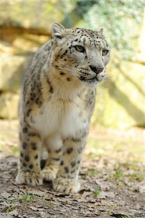 Snow leopard (Uncia uncia) in a Zoo, Germany Photographie de stock - Rights-Managed, Code: 700-06713986