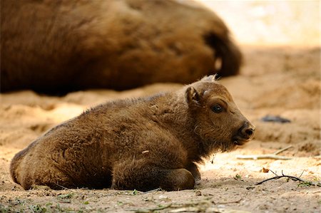 European bison (Bison bonasus) calf lying in sand, Zoo Foto de stock - Con derechos protegidos, Código: 700-06713988