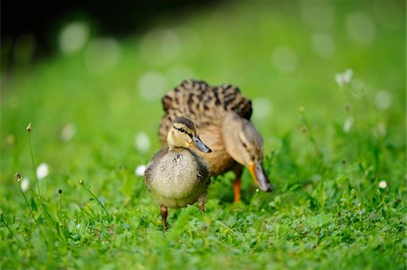 Mallard or Wild Duck (Anas platyrhynchos) duckling with mother, Bavaria, Germany Photographie de stock - Rights-Managed, Code: 700-06713981