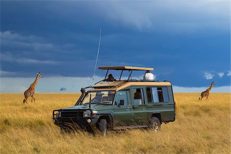 säuger - Masai giraffes (Giraffa camelopardalis tippelskirchi) and safari jeep in the Masai Mara National Reserve, Kenya, Africa. Stockbilder - Lizenzpflichtiges, Bildnummer: 700-06732535